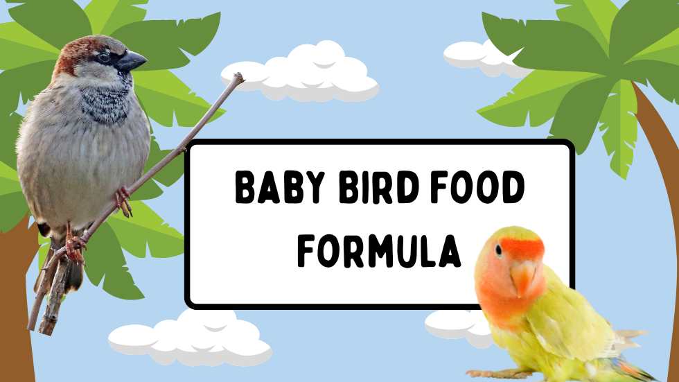 Baby Bird Food Formula