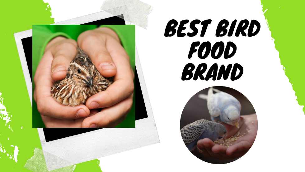 Best Bird Food Brand