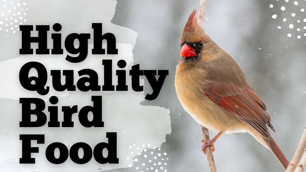 High Quality Bird Food