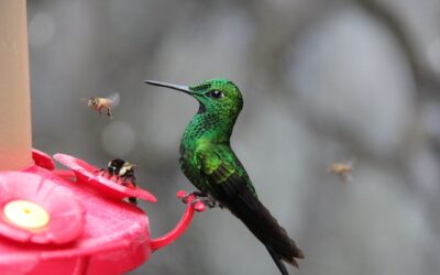 Does Hummingbird Food Go Bad?