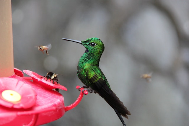 Does Hummingbird Food Go Bad?